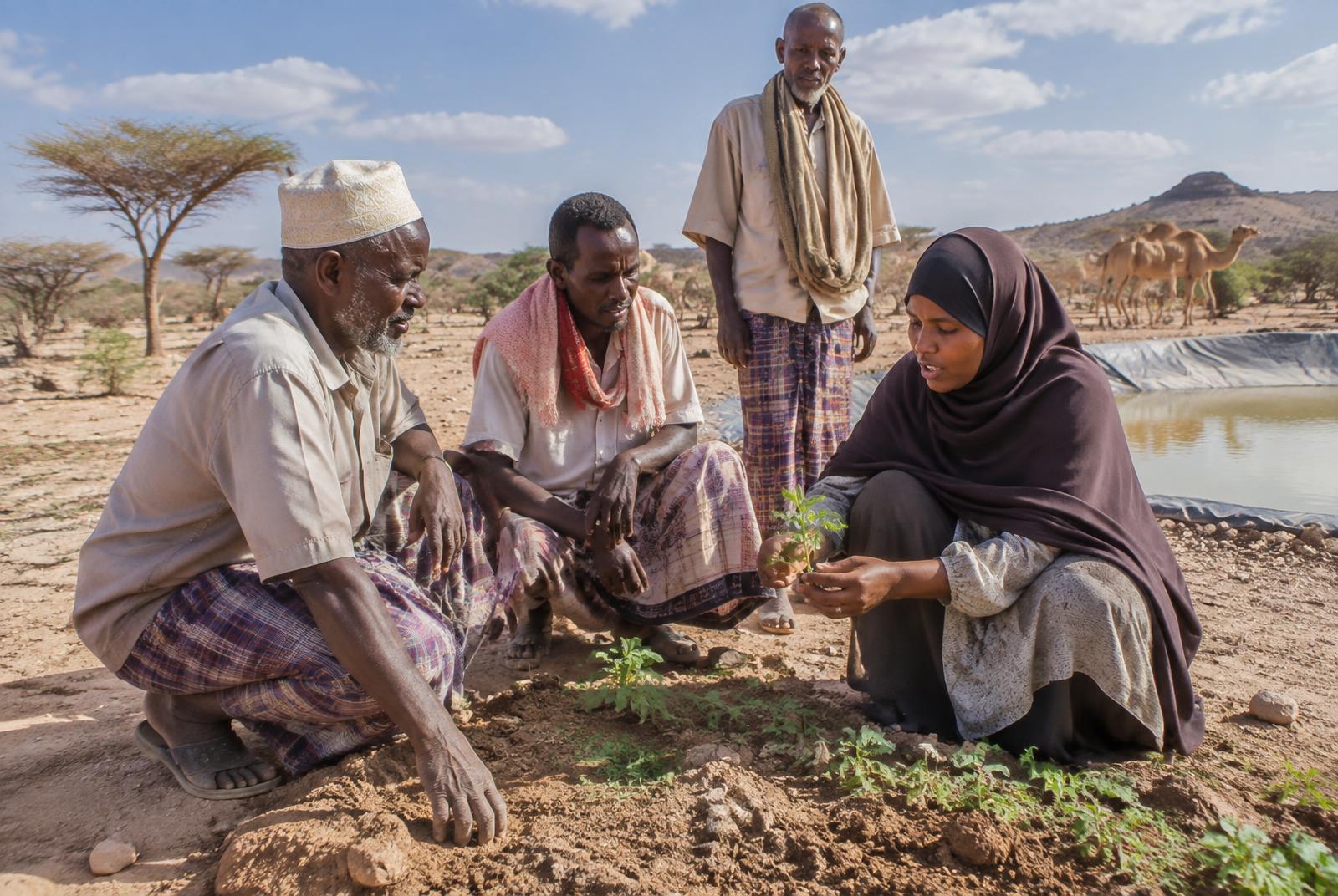 Illustrative Somali farmers discussing seedlings in an arid landscape